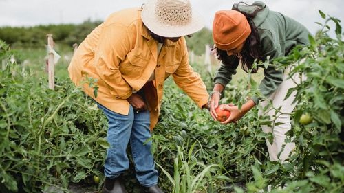 Fiscalizarea muncilor domestice a trecut de Parlament: cum vor putea fi plătiți grădinarii, șoferii personali, bucătarii, îngrijitorii care acum primesc bani la negru și ce beneficii fiscale au angajatorii lor