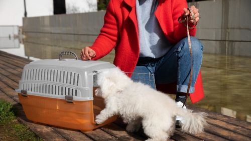 Cum îți protejezi animalul de companie în caz de cutremur sau inundații: Japonia dă exemplu / De ce trebuie să includem animalele în planul de urgență