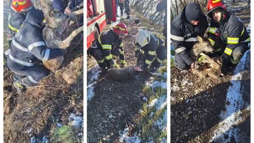 Pui de căprioară, salvat de pompieri dintr-un iaz din Suceava / A căzut în apă din cauza gheții subțiri / ”Sperăm că Bambi va fi bine”