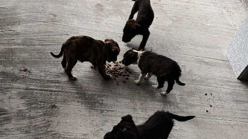 Un bărbat a fost amendat cu 12.000 de lei, după ce a abandonat patru câini pe o stradă din Scorniceşti