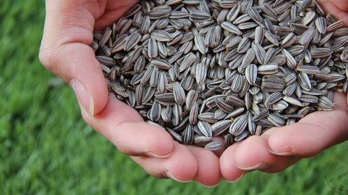 Clubul spaniol Elche interzice consumul de seminţe de floarea-soarelui la stadionul său