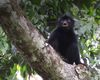 O nouă specie de maimuță cu, buze portocalii și fața neagră, descoperită în pădurile din Congo