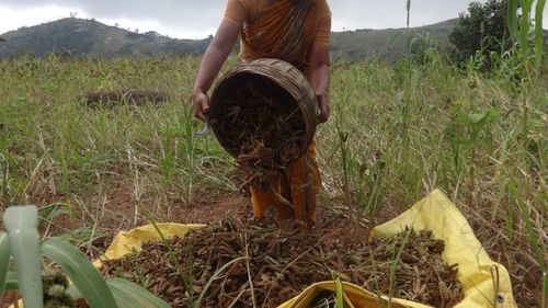Geneticianul Swaminathan, care a scos India din foamete în anii  60, a murit la 98 de ani / Cercetările sale privind selecţia varietăţilor de grâu şi de orez, cu randamente îmbunătăţite, au ajutat ţara să devină un exportator de produse alimentare