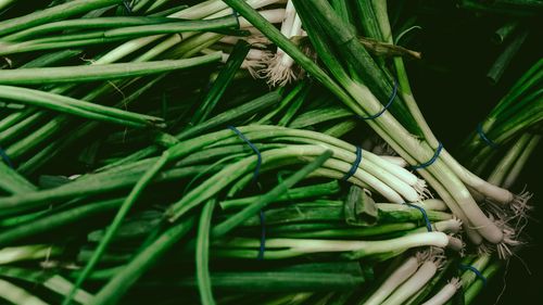 Autoritatea Naţională Fitosanitară: Reziduuri de pesticide peste limita maxima admisă, descoperite în 11 probe din mărar, spanac, ceapa verde şi pătrunjel / Acestea reprezintă 2,6% din cele 426 de probe analizate în total