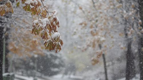 Vremea în București: Ninsoare şi depunere de strat de zăpadă de până la 10 cm, vineri şi sâmbătă