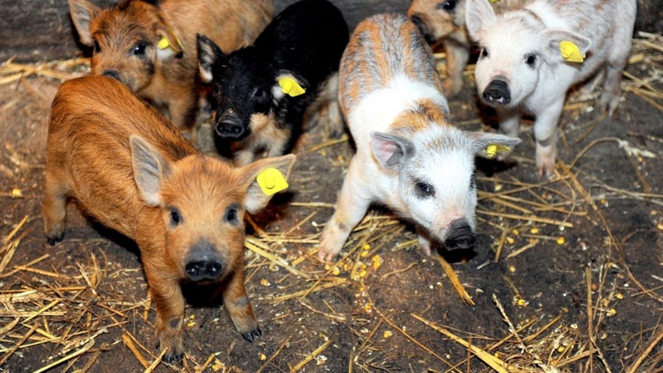 Sprijin financiar de un milion de lei pentru crescătorii de porci din rasele Bazna şi Mangaliţa (proiect)