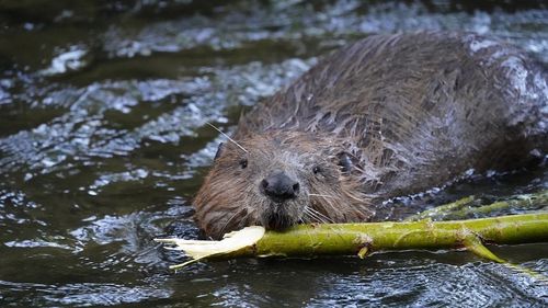 Primarul Aradului, după semnalul de alarmă al unui biolog privind castorii: În acest habitat au prioritate arădenii / ”Continuăm lucrările de curățenie de pe mal” / Un biolog a acuzat administrația că lucrările la malul Mureșului afectează habitatul castorilor și păsărilor