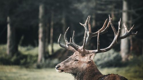 O șoferiță a lovit un cerb, imediat după ieșirea din Suceava / Animalul a murit pe loc, iar autoturismul a fost avariat
