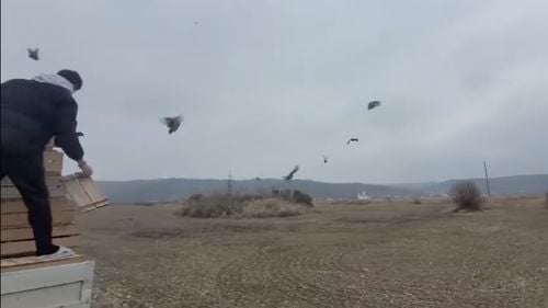 VIDEO O mie de fazani, eliberaţi în pădurile gestionate de Ocolul Silvic Fântânele din cadrul Direcţiei Silvice Bacău / Care este scopul repopulării