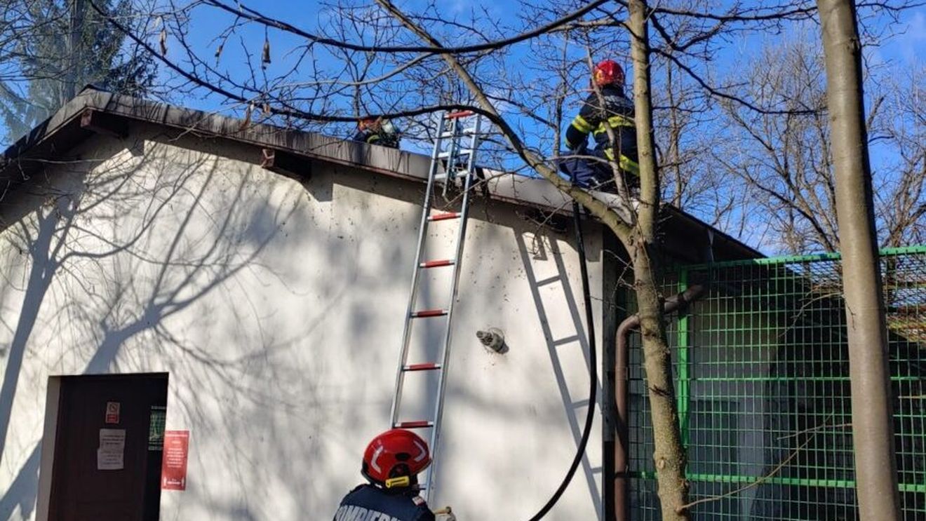 Incendiu la grădina zoologică din Râmnicu Vâlcea, au fost evacuate maimuțele din pavilionul afectat de foc