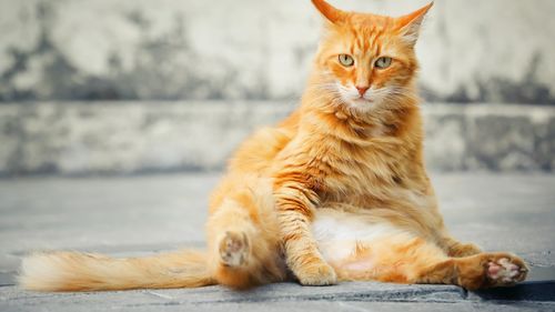 Hrană şi îngrijiri pe viaţă pentru 19 pisici de la palatul prezidenţial din Mexic, devenite „active fixe vii”. Sunt primele animale care primesc acest statut