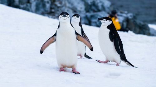 De ce încă riscă animalele din Antarctica să facă "insolație": Gaura din stratul de ozon persistă deasupra continentului înghețat, avertizează oamenii de știință
