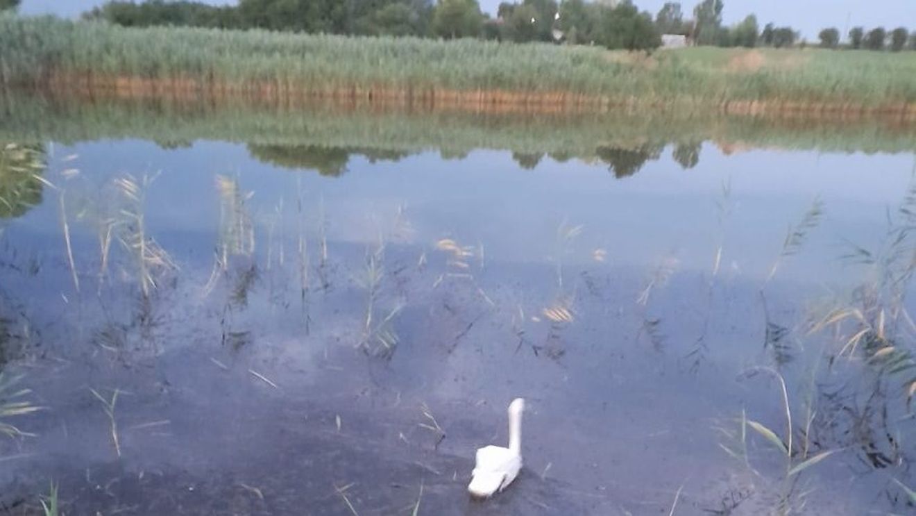 Un pui de lebădă a fost salvat de pompierii din Urziceni