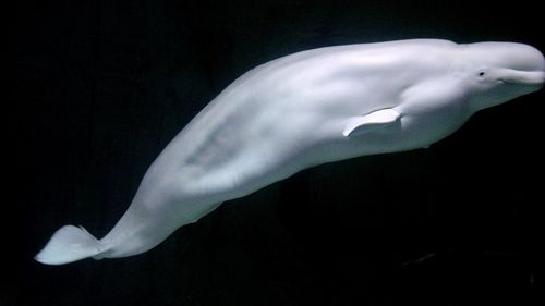 O balenă beluga "subponderală" în fluviul Sena, în apropiere de Paris, a determinat un efort de salvare din partea autorităților franceze