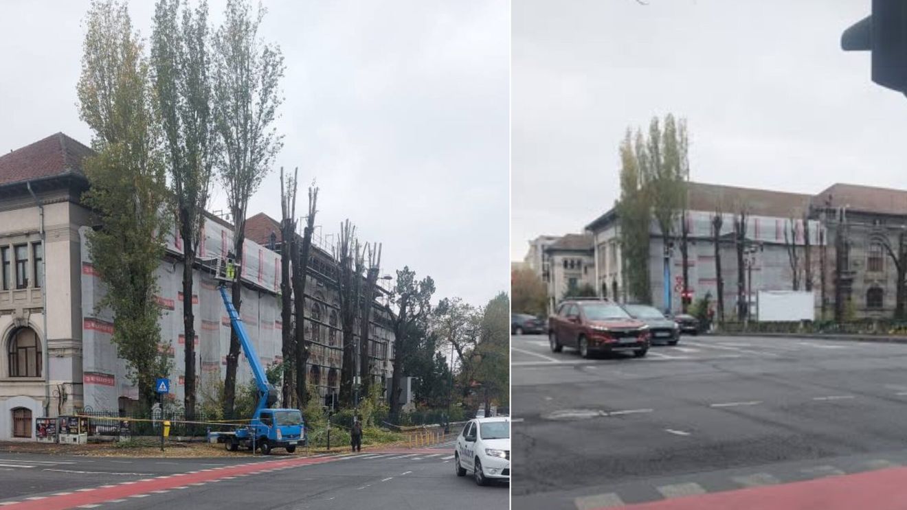 Toaletări neavizate și nerespectarea condițiilor legale la Facultatea de Biologie din București. Direcția de Mediu a PMB confirmă abateri și a sesizat Poliția Locală / Imagini pe rețele sociale ale copacilor mutilați