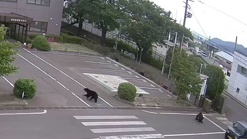 Un urs extrem de inteligent, căutat în Japonia după ce a rănit patru persoane / Animalul a descuiat singur o fereastră și a deschis un robinet pentru a bea apă