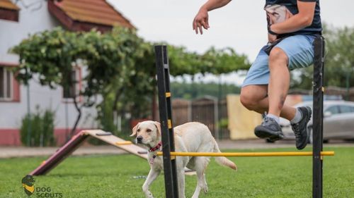 Unde poți merge cu câinele, în vacanță? Ideea salvatoare: tabere pentru câini și stăpânii lor, alternativa la pensiuni sau dog-sitting