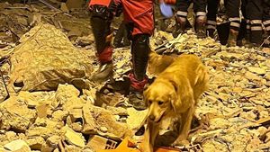 Pompierii din Cluj au salvat o cățelușă care a intrat în vizuina unei vulpi, după 8 ore de căutări/ La operațiune a participat și Max, un câine care a ajutat la căutarea victimelor după cutremurul din Turcia -