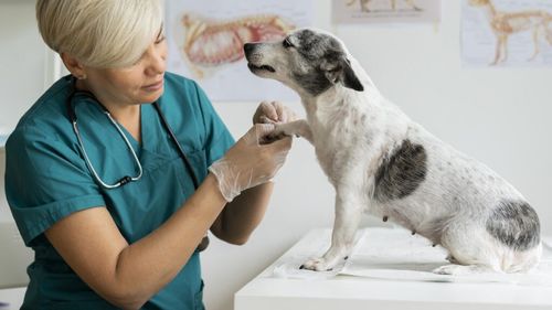 ANSVSA impune reguli mult mai dure pentru medicamentele stupefiante și psihotrope folosite în medicina veterinară. În premieră, cabinetele veterinare pot cumpăra anumite preparate de uz uman din farmacii comunitare, în anumite condiții – DOCUMENT