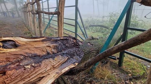 Cei doi bizoni de la ZOO Târgu Mureș care au evadat din spațiul rezervat lor au fost prinși / Grădina zoologică a fost redeschisă / Mai multe garduri au fost rupte de arborii doborâți în timpul furtunii de miercuri seara