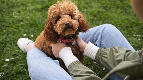 Un nou studiu dezvăluie că femelele își judecă stăpânii mai mult decât masculii. Inteligența canină surprinde știința