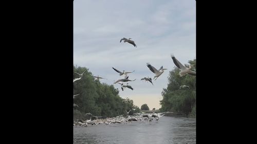 VIDEO | Pauza de respirație: Canal din Delta Dunării, „blocat” de zeci de pelicani