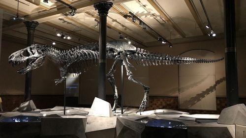 Mai multe companii susțin că pielea de T-Rex ar putea ajunge în curând pe piața modei de lux / Cercetătorii sunt de părere că este doar o înșelătorie