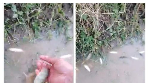 Mii de pești morți pe Olt, în zona Făgărașului / ”E o undă de poluare, încă nu știm de unde este”