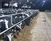 POLITICO | Schimbare de paradigmă la Bruxelles: Comisia Europeană declară zootehnia „infrastructură strategică”. Animalele de fermă devin o miză de securitate alimentară și geopolitică