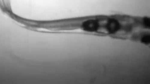 Un peștișor minuscul emite sunete la fel de puternice ca un ciocan pneumatic