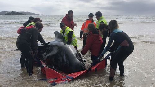 Eforturi ale unui grup de salvatori şi voluntari ruși pentru salvarea a patru balene ucigașe eşuate într-un estuar din Peninsula Kamceatka