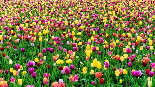 Cea mai mare grădină de lalele din lume sărbătoreşte 75 de ani de existenţă / Parcul are 32 de hectare și milioane de lalele de toate culorile
