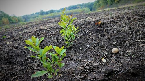 Ministrul Mediului anunţă semnarea unui contract, în valoare de peste 11 milioane de lei, pentru înfiinţarea a peste 250 de hectare de pădure în judeţul Timiş