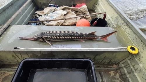 VIDEO 5 km de setcă monofilament şi două bărci, confiscate în plină prohibiție pe Dunăre / Dosar penal pentru deţinerea ilegală a trei exemplare de sturion