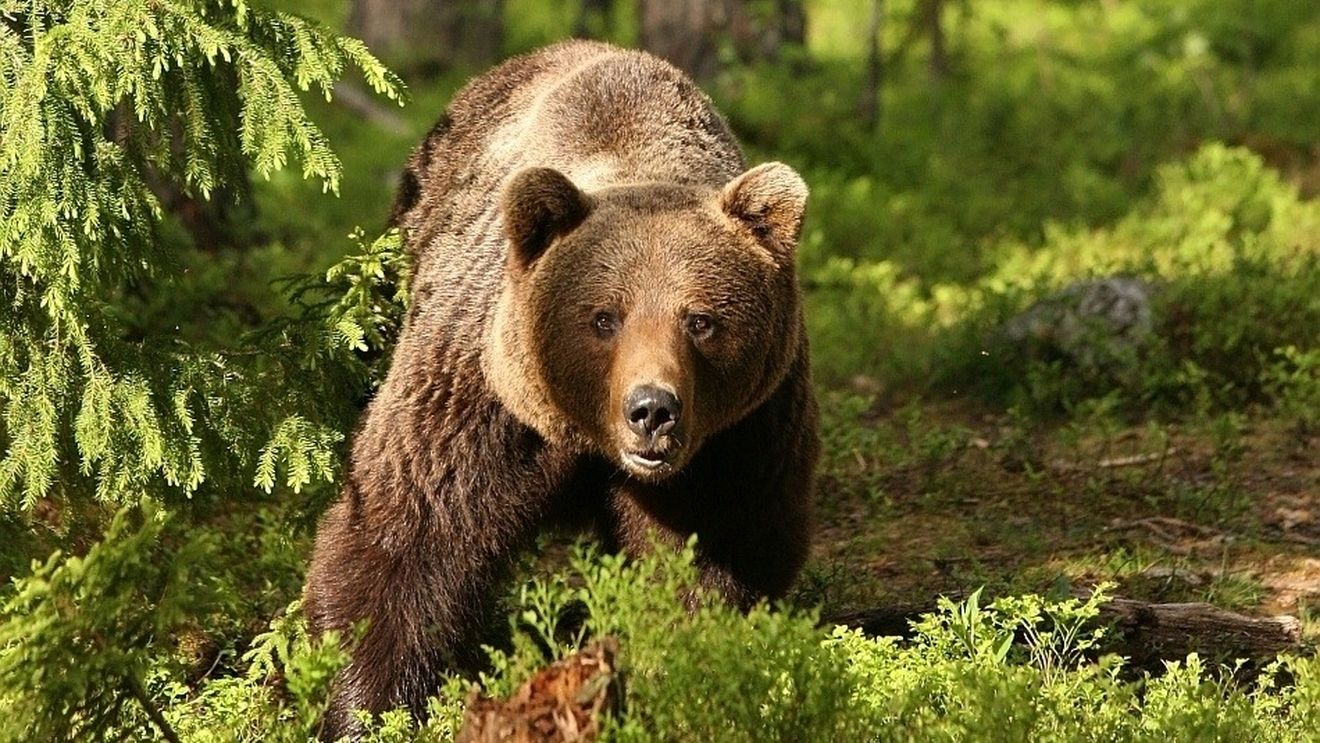 Doi vânători, atacți de un urs într-o pădure din localitatea Milaş, județul Bistrița Năsăud