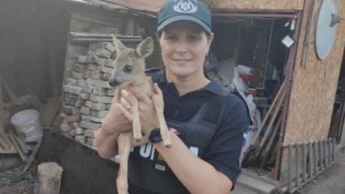 Pui de căprioară care nu se putea deplasa, găsit într-un cartier din Târgu Ocna (Bacău)