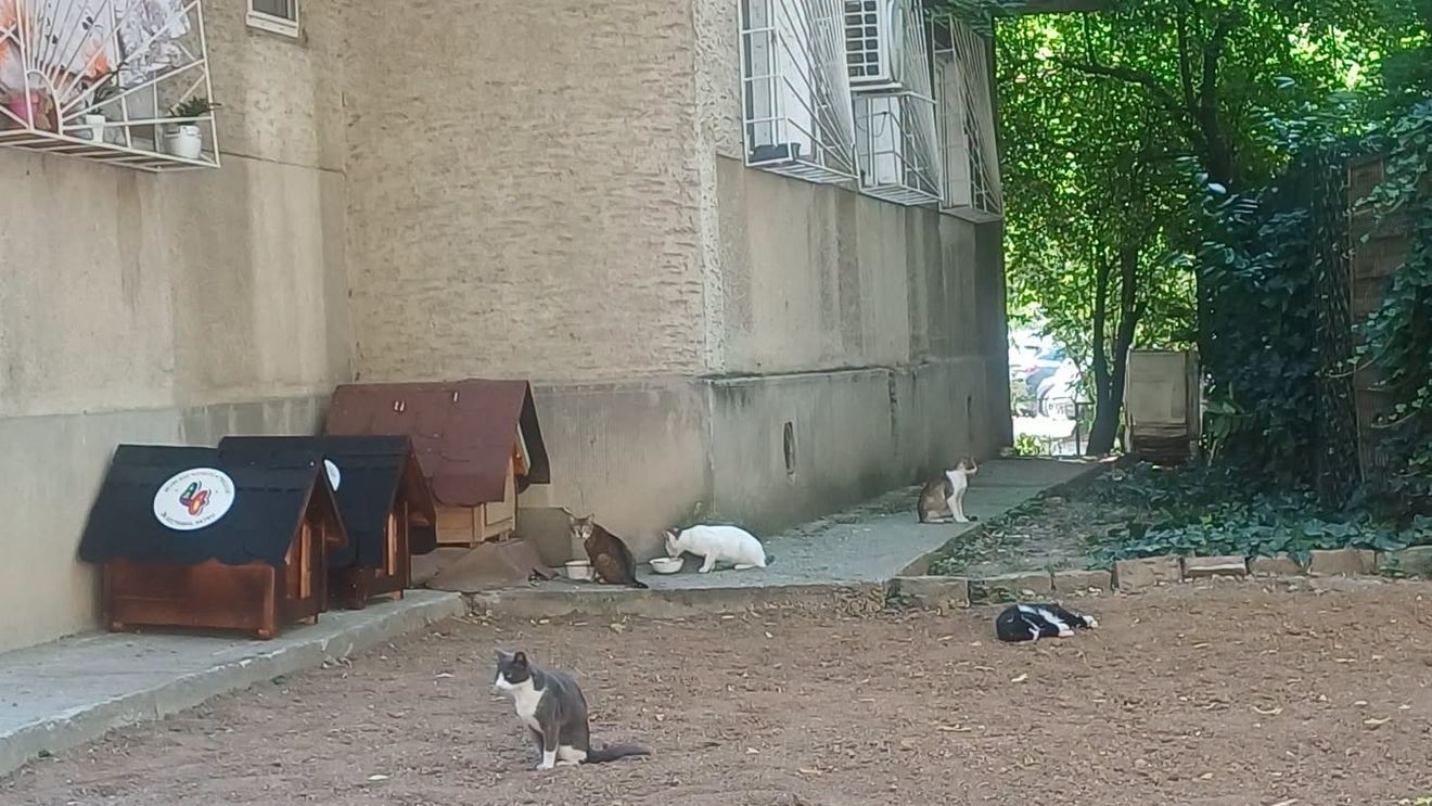 Căsuțe pentru pisici, puse la dispoziție în cartierul Tineretului din Sectorul 4 al Capitalei / Căsuțele pot fi solicitate gratuit