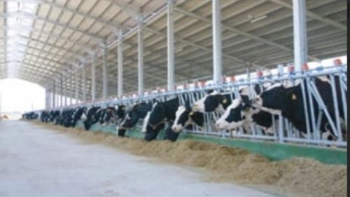 STUDIU Hrănirea vacilor cu alge poate reduce semnificativ emisiile de metan / Emisiile de metan rezultate de la animale reprezintă 14,5% din cantitatea totală a gazelor cu efect de seră produse de activitatea umană