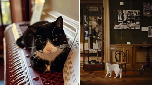 KattenKabinet, singurul muzeu din lume dedicat pisicilor, unde fiecare tablou „miaună” povești. Picasso, Rembrandt și Toulouse-Lautrec au transformat pisica în artă
