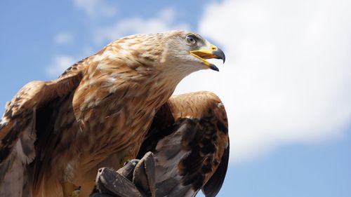 Își schimbă vulturii comportamentul? Un exemplar auriu a atacat un copil într-o gospodărie din Norvegia, al patrulea caz în cinci zile / Ornitologii sunt nedumeriți: ”Nu există nicio logică”