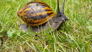 STUDIU Melcii uriaşi africani, de până la 20 de centimetri lungime, sunt animale de companie dăunătoare, avertizează o universitate elvețiană