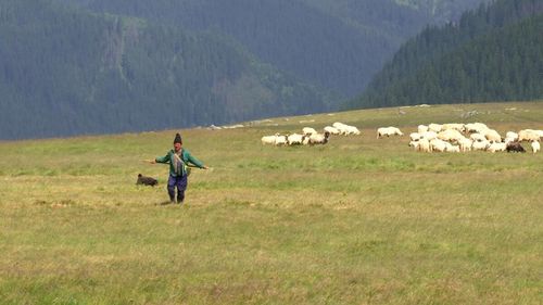 Cioban atacat de urs în judeţul Mureş / Animalul i-a muşcat picioarele de mai multe ori / Bărbatul se află internat în spital