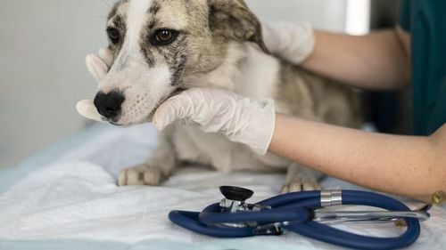SUA fac un pas istoric după opt decenii de teste pe animale: inteligența artificială ia locul câinilor și șoarecilor în descoperirea de noi medicamente