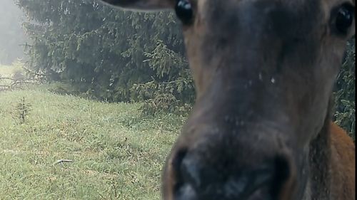 VIDEO Un cerb curios, surprins în timp ce-și face ”un selfie„ în Parcul Național Retezat / Pare foarte interesat de camera video montată de pădurari
