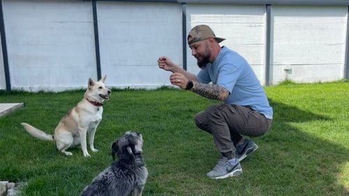 VIDEO | Reabilitarea unui câine cu probleme de comportament: Sfaturile unui instructor acreditat. De ce primele ședințe sunt esențiale