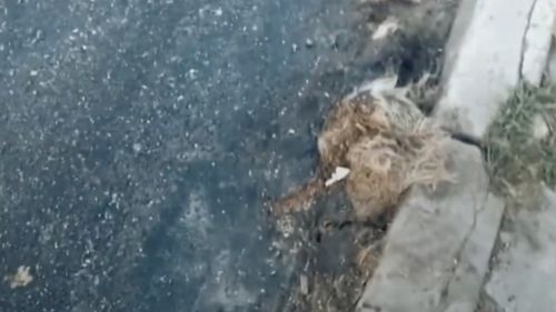 Un câine mort a fost asfaltat pe o şosea dintr-o comună din Sibiu / Drumarii: ”A fost adus de pe un drum lateral, probabil pe roţile unui tractor”