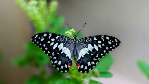 STUDIU De unde migrează fluturii: Indiciile pot fi găsite în polenul de pe corpurile lor, au constatat cercetătorii