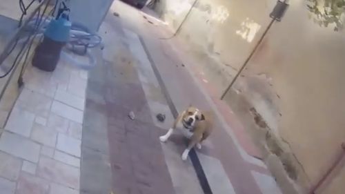 VIDEO Familie atacată de propriii câini / Doi bătrâni au fost mușcați în repetate rânduri și s-au refugiat cu nepoțica lor într-o cameră