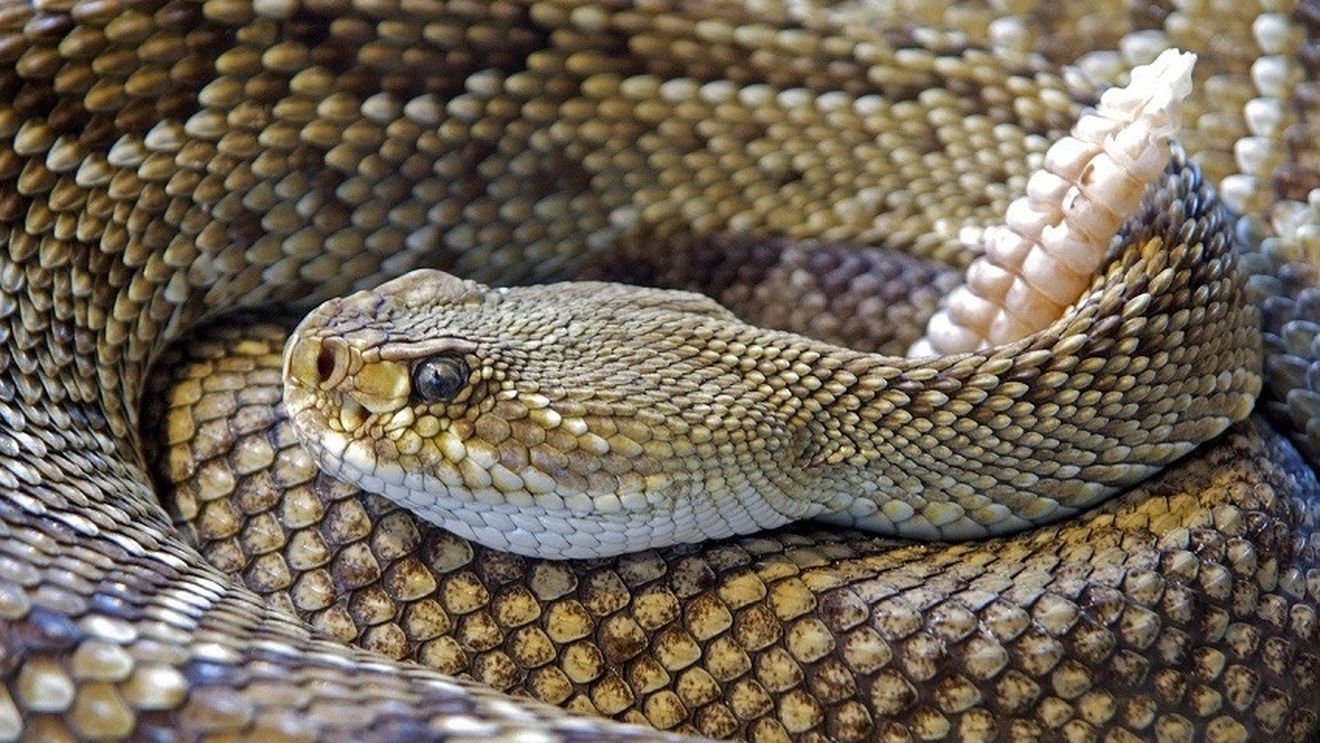 Revista Nature: De ce carnea de şarpe nu este sursa virusului mortal din China