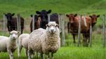 În Algeria, „scandalul oilor” de Eid pune puterea într-o situație delicată. Sunt vizate și importuri din România